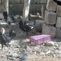 جوجه وخروس گلین|حیوانات مزرعه|باغ بهادران, |دیوار