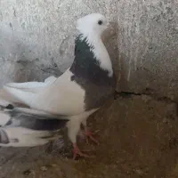 نر طوقی پرشی