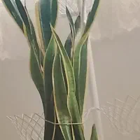 شرکت خدمات نظافتی