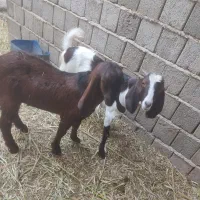 بز وتروشت فروشی