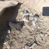 واگذاری رایگان بچه گربه|گربه|دوگنبدان, |دیوار