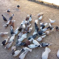 (تعدادی کبوتر،فروش فوری)