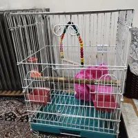 قفس طوطی با وسایل کامل