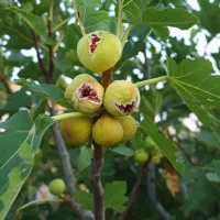 انــجـیر استـهبان  شاه‌رقم خشکبار ایران