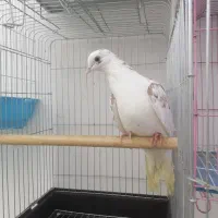 کبوتر تهرانی|پرنده|هشتگرد, شهرک گلها|دیوار