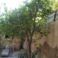 فروش زمین صندوقی با مجوز اماده ساخت|فروش زمین و ملک کلنگی|شیراز, دست خضر|دیوار