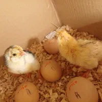 جوجه لاری اوشامو