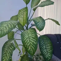 گل دیفن زیبا درختی|گل و گیاه طبیعی|یاسوج, |دیوار