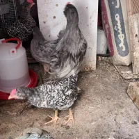 ۳عدد جوجه خروس