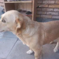 سگ گمشده|حیوانات|رفسنجان, |دیوار