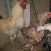 مرغ و خروس و جوجه