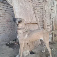 ماده سرابی اصیل|سگ|سراب, |دیوار