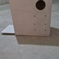 لانه پرنده طوطی سانان جنس درجه یک