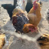 خروس برهما|حیوانات مزرعه|کهریزک, |دیوار