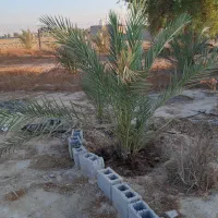 باغ شهری میاندشت 1000 متر  کشاورزی|فروش زمین و ملک کلنگی|آبپخش, |دیوار