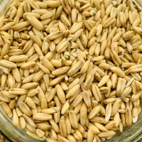 ۲تا عروس هلندی فول رام|پرنده|اشنویه, |دیوار