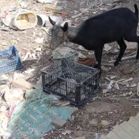 بز نژاد دار|حیوانات مزرعه|رفسنجان, |دیوار