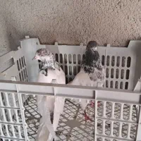 فروش کبوتر کله دم و کله خال نرو ماده