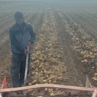 سیب زمینی بذری|عمدهفروشی|بهار, |دیوار