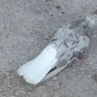 کبوتر|پرنده|خرمشهر, |دیوار