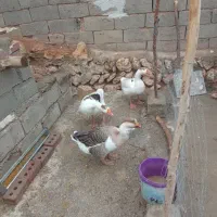 فروش غاز محلی|حیوانات مزرعه|سیمینه, |دیوار