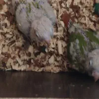 جوجه گیرنچک ۱ماه