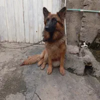 سگ ژرمن