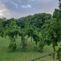 فروش زمین باغ شهری روستای لاور رزمی