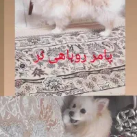 پامر روباهی نر|سگ|مرودشت, ثبت احوال|دیوار