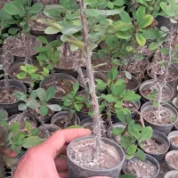 گل مرجان گل قرمز