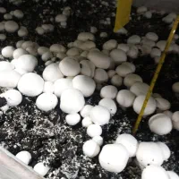 فروش تجهیزات پرورش قارچ در حد نو|ماشین‌آلات صنعتی|کرمان, |دیوار