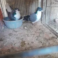 کفتر|پرنده|برخوار, |دیوار