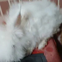 فروش خرگوش نژاد آنگورا|موش و خرگوش|آران و بیدگل, |دیوار