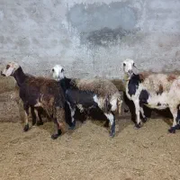 میش پلنگی آبستن عتیقه