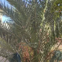 نخل|گل و گیاه طبیعی|شوش, |دیوار