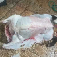 قصابی کهره بره