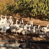 فروش غاز محلی تعداد بالا