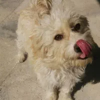 دو عدد سگ بفروش میرسد