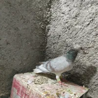 کفتر