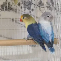 کوتوله نژاد پاربلو