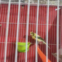 قناری نر مست خون مستخون