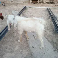 فروش بز نر سالم و سرحال|حیوانات مزرعه|بندر ماهشهر, |دیوار