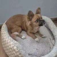 واگذاری رایگان سگ شی واوا