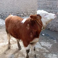 گوساله|حیوانات مزرعه|نقده, |دیوار