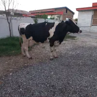 گاو۵۵کیلو شیر ابستن