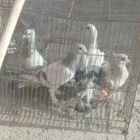 حراج کفتر سبز کلاغ جفتی