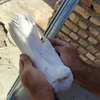کبوتر پرشی غریب گیری|پرنده|کرمانشاه, |دیوار