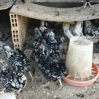 تخم نطفه دار گلین لری اصیل زرینشهر  بیستجان|حیوانات مزرعه|فولادشهر, زاینده رود|دیوار