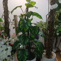 درخت چه آماده