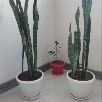 گل سانسوریا و گلدان